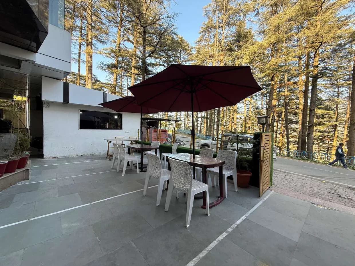 Outdoor terrace seating with umbrellas under tall cedar trees